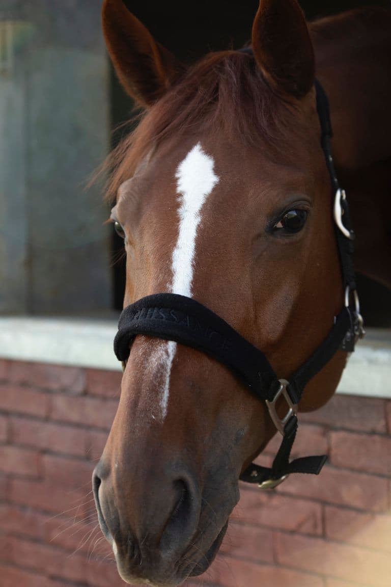 Halster Fleece Puissance