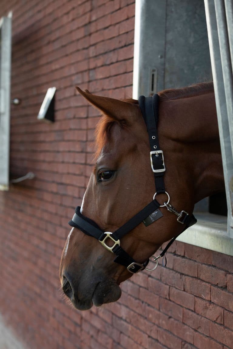Halster